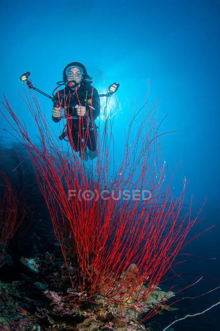 Mergulhador fêmea fotografando coral subaquático — Fotografia de Stock