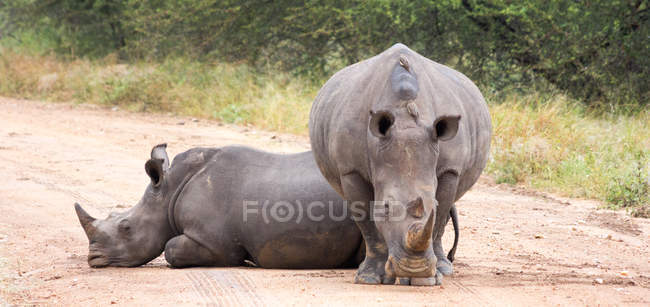 Two rhinos on path in wild nature — Stock Photo
