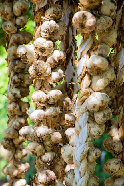 Grappoli di aglio fresco appesi all'aperto, primo piano — Foto stock