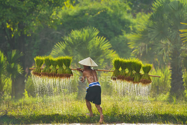 Man carrying rice plants in paddy field, Sakolnakh, Thailand — one ...