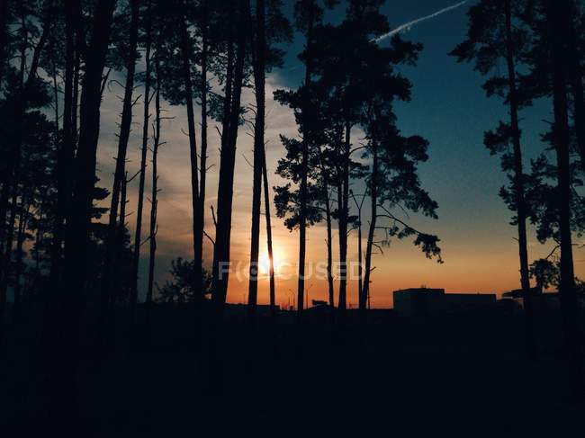 Vista panorámica de majestuosa puesta de sol a través de los árboles - foto de stock