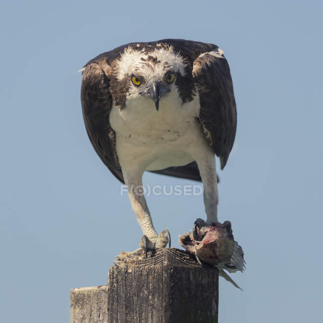 Osprey or Pandion haliaetus standing on wooden post and eating fish, Sarasota, Florida, America, USA — Stock Photo