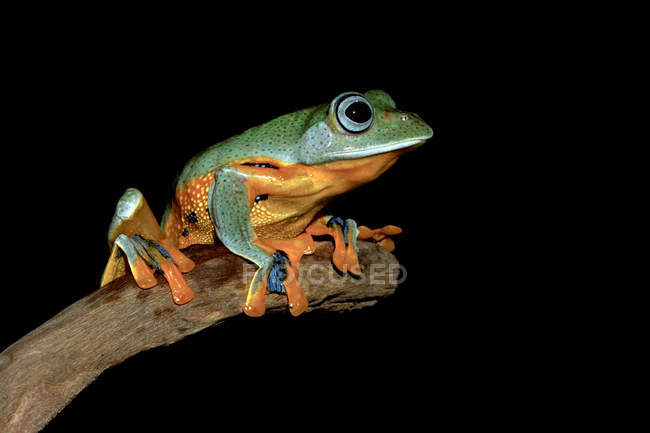Portrait of a frog sitting on a branch, black background — Stock Photo
