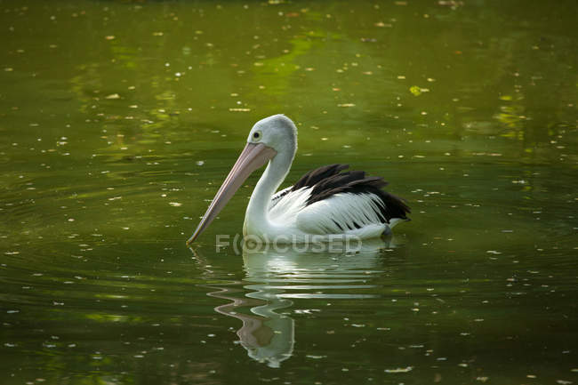 Pelikan schwimmt im grünen Fluss — Stockfoto