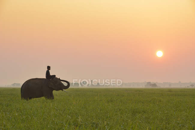 Mahout uomo a cavallo elefante all'alba, Thailandia — Foto stock