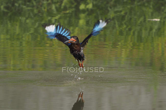 Kingfisher bird catching fish in river, Jember, Indonesia — Stock Photo