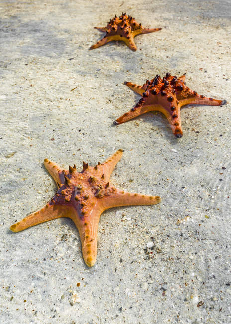 Vista sopraelevata di tre stelle marine sulla spiaggia — Foto stock