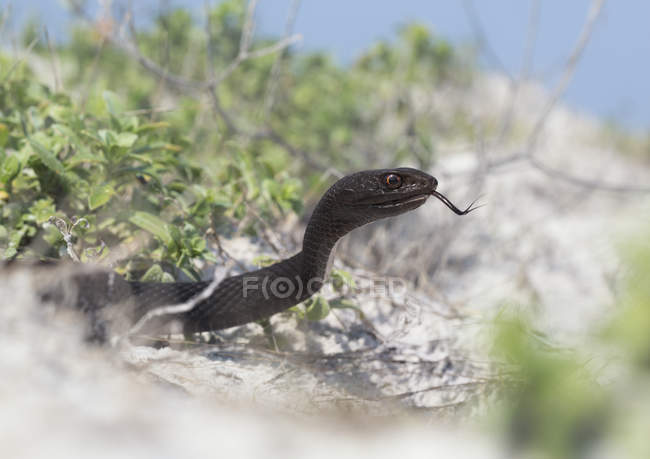 Primo piano di Eastern Coachwhip snake sulla spiaggia — Foto stock