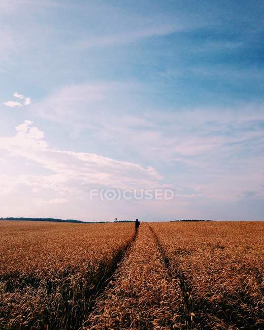 Vista panorámica de hermosos campos de verano paisaje - foto de stock