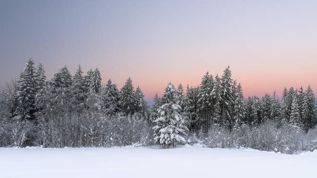 Malerischer Blick auf schneebedeckte Bäume bei Sonnenuntergang, Alpen, Schweiz — Stockfoto