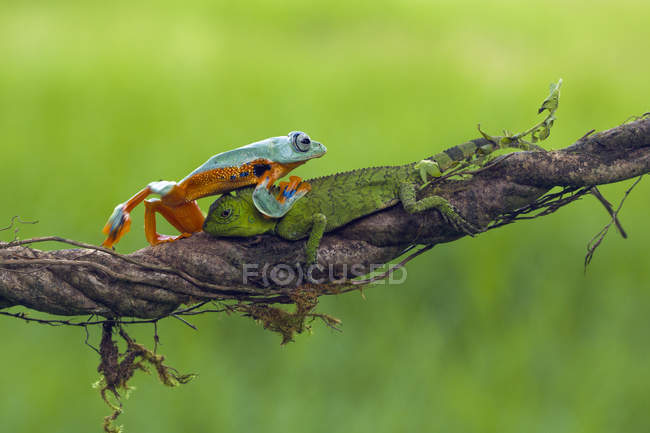Rana arrastrándose sobre un lagarto en rama, fondo verde borroso - foto de stock