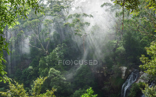 Утренний туман над водопадом Твин, Национальный парк Спрингбрук, Квинсленд, Австралия — стоковое фото