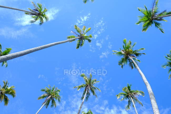 Vista en ángulo bajo de palmeras, Semporna, Sabah, Malasia - foto de stock