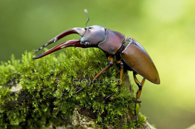 Escarabajo ciervo sentado sobre musgo sobre fondo borroso - foto de stock