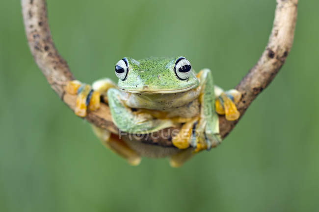 Яванський ковзання деревна жаба сидить на гілці, Індонезія — стокове фото