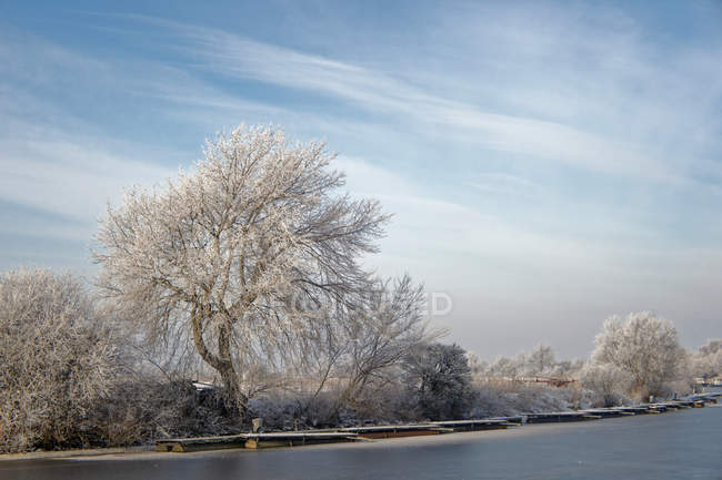 Мальовничим видом дерева вздовж річки, Oldersum, Нижня Саксонія, Німеччина — стокове фото
