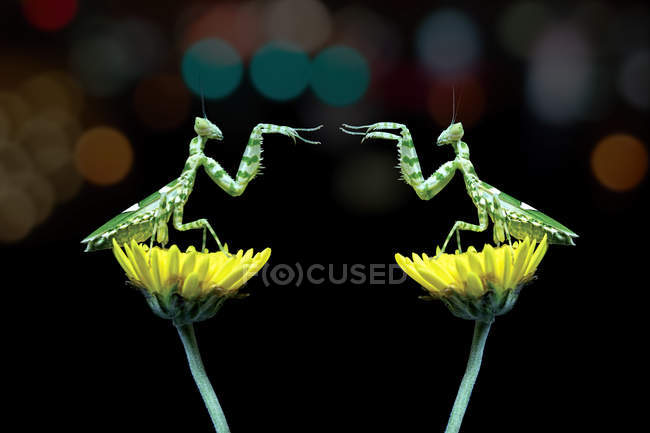 Dos mantis sentadas sobre flores y luchando sobre fondo negro - foto de stock