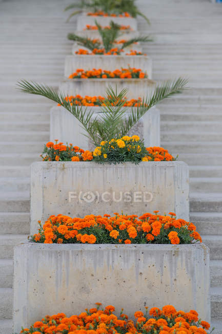 Concrete staircase decorated with orange flowers — Stock Photo