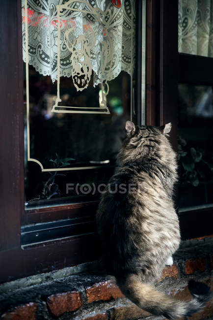 Rückansicht der Katze, die durch Fenster schaut — Stockfoto
