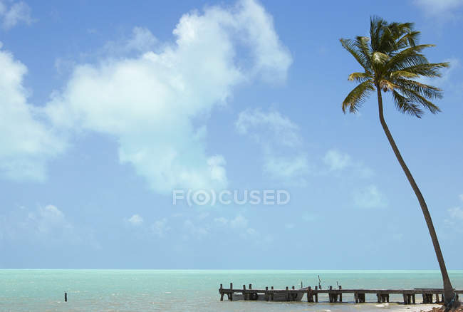 Scenic view of palm tree and wooden jetty — Stock Photo