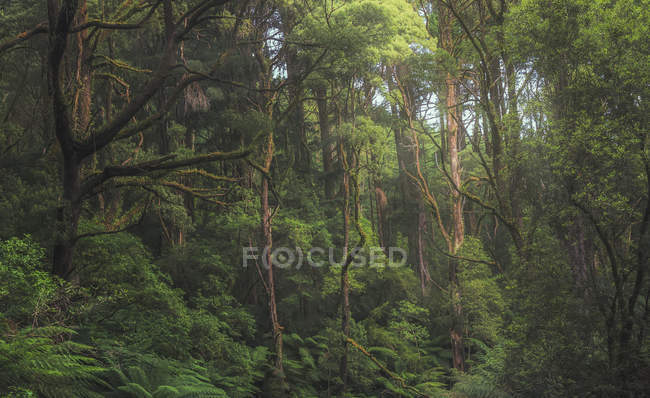 Vista panorámica de la selva tropical, Victoria, Australia - foto de stock