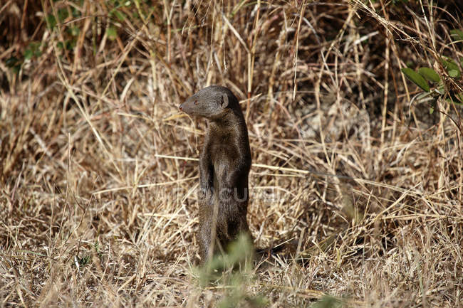Brown mongoose standing up on grass in nature — Stock Photo
