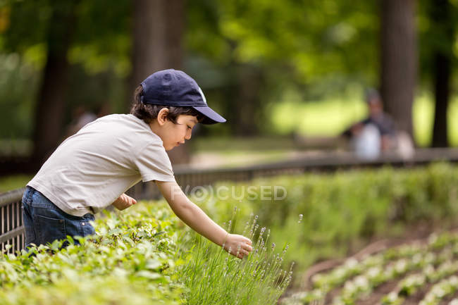 Menino colhendo flores de lavanda no prado — Fotografia de Stock