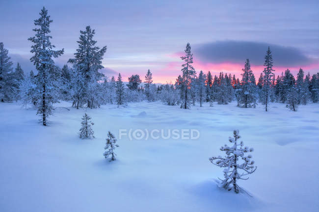 Pôr do sol sobre a paisagem congelada do inverno, Lapônia, Finlândia — Fotografia de Stock