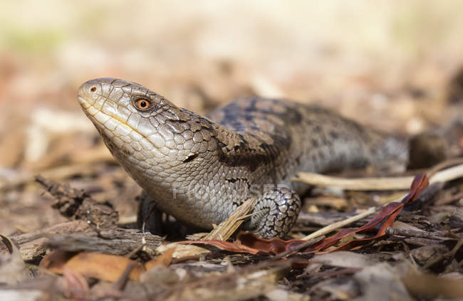 Blotched blue-tongue lizard crawling on ground, blurred background — Stock Photo