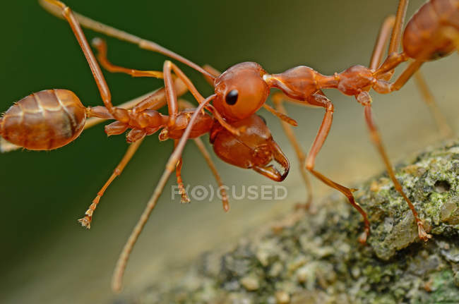Zwei Ameisen stehen Kopf an Kopf in Malaysia — Stockfoto