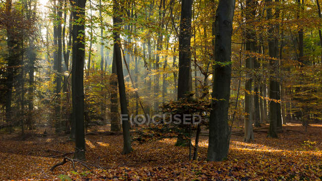 Majestätischer Blick auf schönen Wald mit malerischem Sonnenlicht — Stockfoto