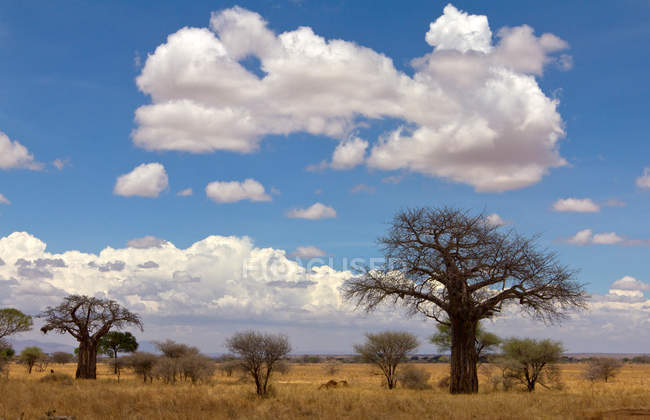 Malerischer Blick auf Baobab und Akazienbäume im Tarangire Nationalpark, Manyara, Tansania — Stockfoto