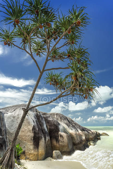 Vista panorámica del árbol pandanus en la playa de Belitung, Indonesia - foto de stock