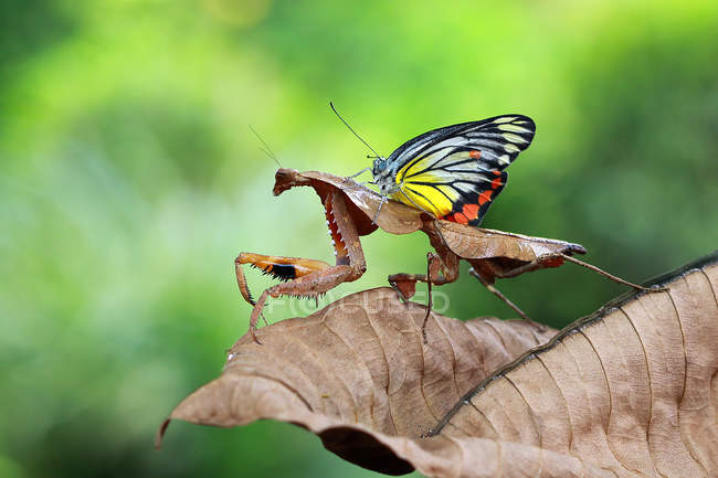 Mariposa sentada sobre mantis sobre fondo borroso - foto de stock
