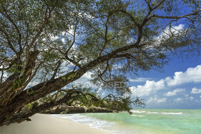 Malerischer Blick auf Bäume am Strand, Insel Belitung, Indonesien — Stockfoto