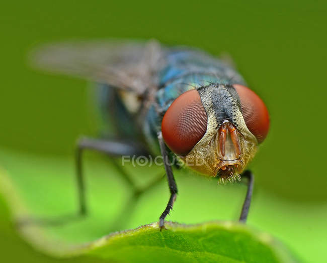 Fechar-se da mosca na folha contra o fundo borrado — Fotografia de Stock