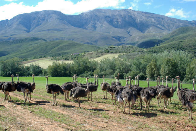 Vista panorámica del rebaño de avestruces en el campo, Western Cape, Sudáfrica - foto de stock