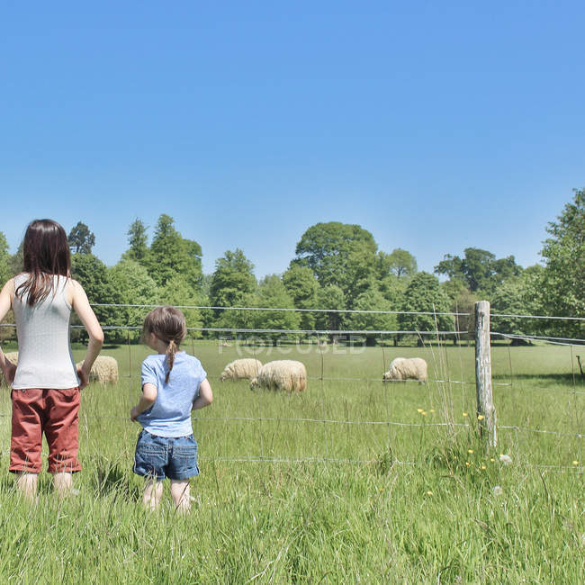 Вид сзади двух сестер, смотрящих на овец на природе — стоковое фото
