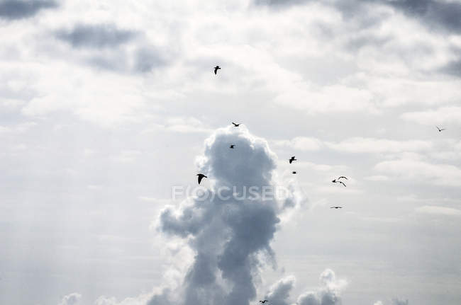 Stormo di uccelli che volano in cielo nuvoloso — Foto stock