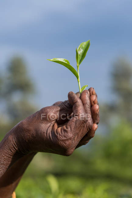 Imagen recortada de las manos sosteniendo hojas de té recién recogidas - foto de stock