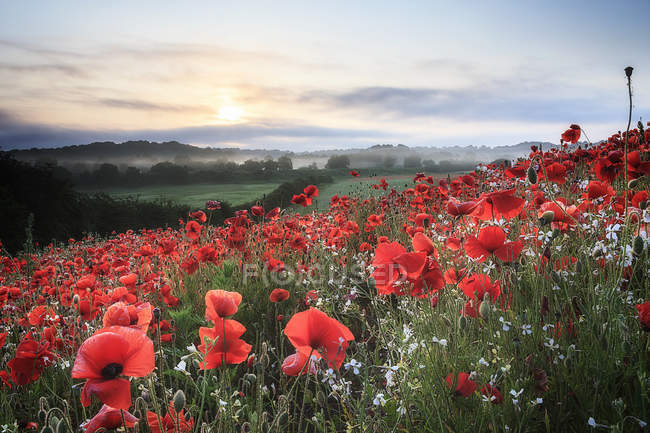 Scenic view of poppy field at sunrise — Stock Photo