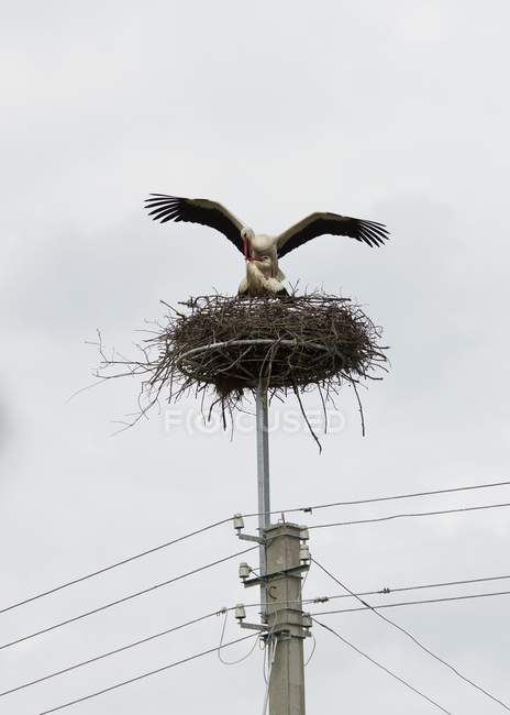 Due uccelli cicogna in un nido su pilone elettrico — Foto stock