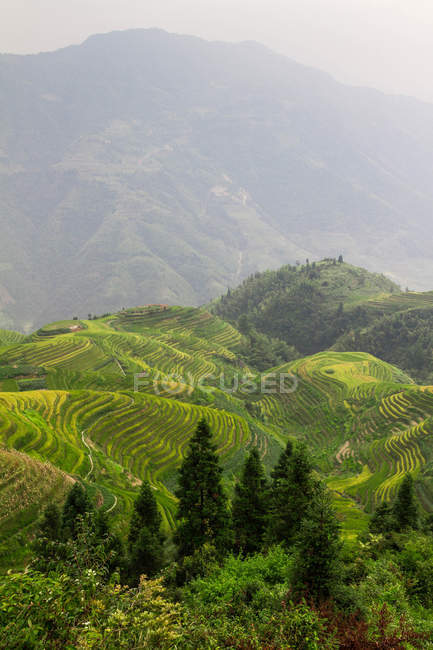 Vista panorámica de terrazas de arroz, China, Guangxi, condado de Longsheng - foto de stock