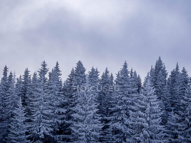 Vista panorámica de los pinos cubiertos de nieve - foto de stock