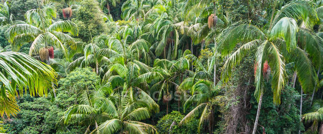 Primer plano de un dosel de selva tropical, Monte Tamborine, Sureste de Queensland, Australia - foto de stock