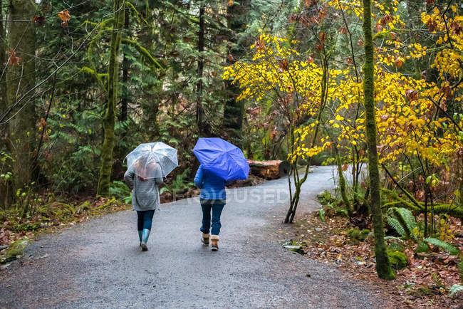 Вид сзади на двух женщин, идущих под зонтиками в лесу — стоковое фото