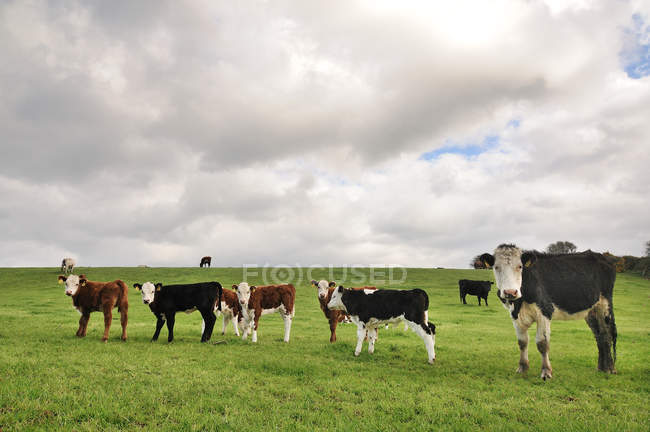 Scenic view of cows grazing on field under cloudy sky — Stock Photo