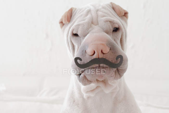 Portrait of white Chinese Shar-Pei dog with paper mustache — Stock Photo