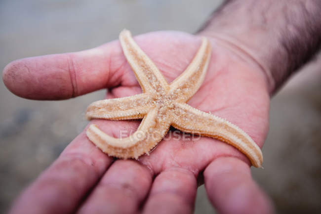 Immagine ritagliata di uomo che tiene in mano le stelle marine in spiaggia — Foto stock