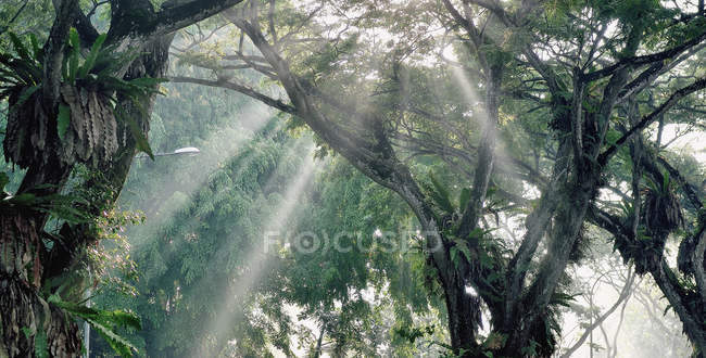 Живописный вид на солнечный свет, проходящий через деревья, Сингапур — стоковое фото